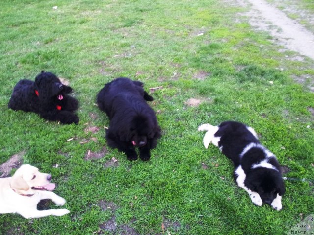 Фото: ньюфаундленд Капитан Ньюфорт, [d11350]   и наши друзья )))