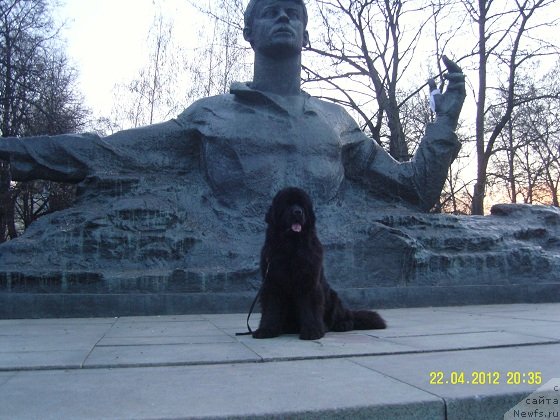 Фото: ньюфаундленд Анджело Орсо Церера (Angelo Orso Cerera)