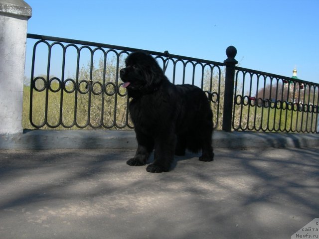 Фото: ньюфаундленд Анджело Орсо Церера (Angelo Orso Cerera)