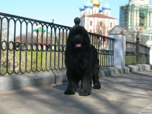 Фото: ньюфаундленд Анджело Орсо Церера (Angelo Orso Cerera)