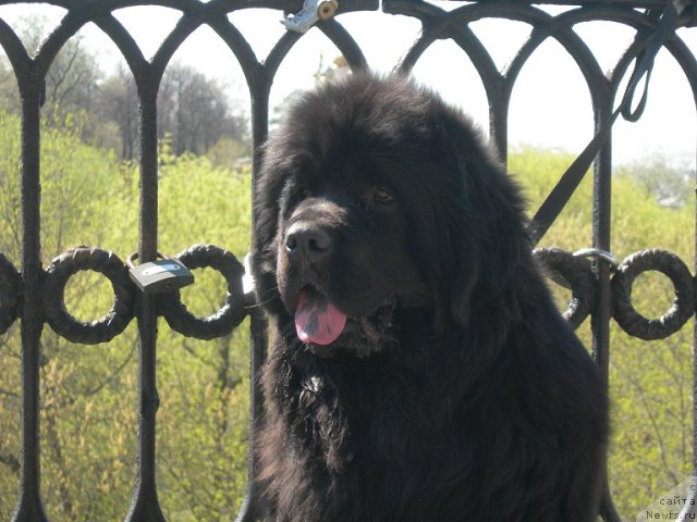 Фото: ньюфаундленд Анджело Орсо Церера (Angelo Orso Cerera)