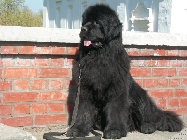 Фото: ньюфаундленд Анджело Орсо Церера (Angelo Orso Cerera)