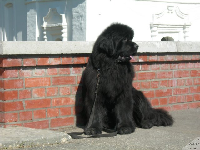 Фото: ньюфаундленд Анджело Орсо Церера (Angelo Orso Cerera)