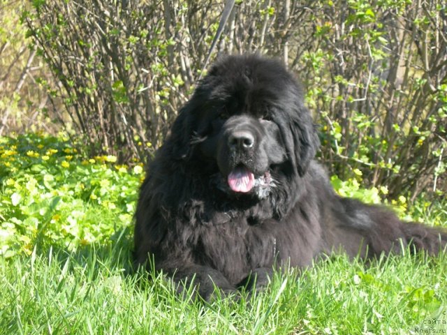 Фото: ньюфаундленд Анджело Орсо Церера (Angelo Orso Cerera)