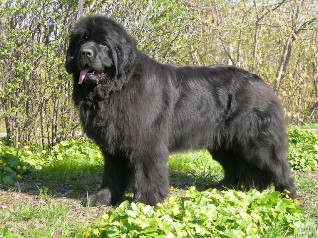 Фото: ньюфаундленд Анджело Орсо Церера (Angelo Orso Cerera)