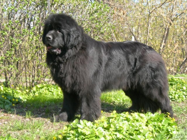 Фото: ньюфаундленд Анджело Орсо Церера (Angelo Orso Cerera)