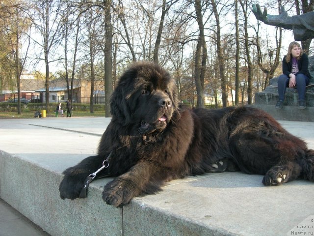 Фото: ньюфаундленд Анджело Орсо Церера (Angelo Orso Cerera)