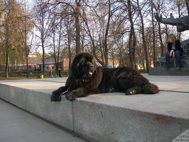 Фото: ньюфаундленд Анджело Орсо Церера (Angelo Orso Cerera)