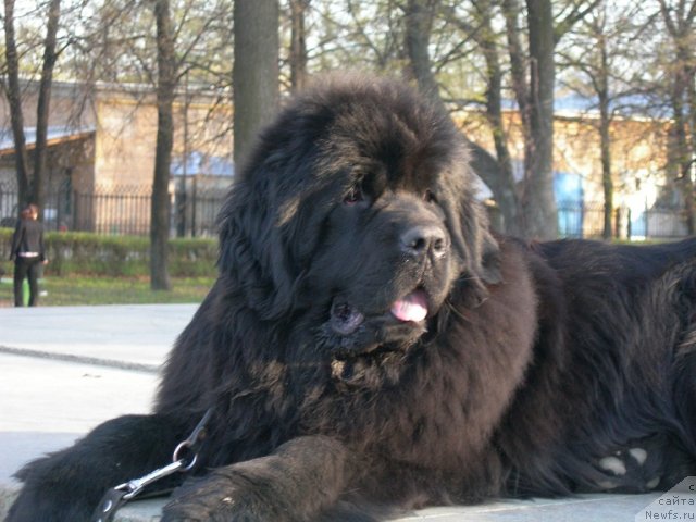 Фото: ньюфаундленд Анджело Орсо Церера (Angelo Orso Cerera)