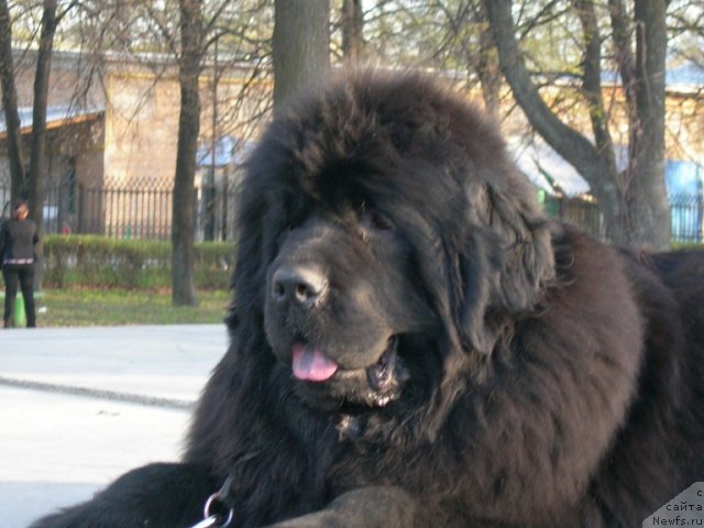 Фото: ньюфаундленд Анджело Орсо Церера (Angelo Orso Cerera)