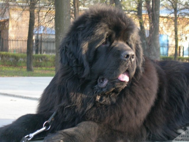 Фото: ньюфаундленд Анджело Орсо Церера (Angelo Orso Cerera)