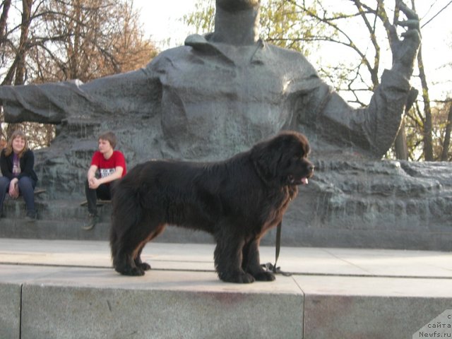 Фото: ньюфаундленд Анджело Орсо Церера (Angelo Orso Cerera)