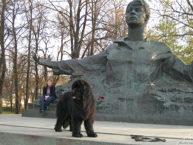 Фото: ньюфаундленд Анджело Орсо Церера (Angelo Orso Cerera)