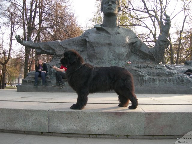 Фото: ньюфаундленд Анджело Орсо Церера (Angelo Orso Cerera)