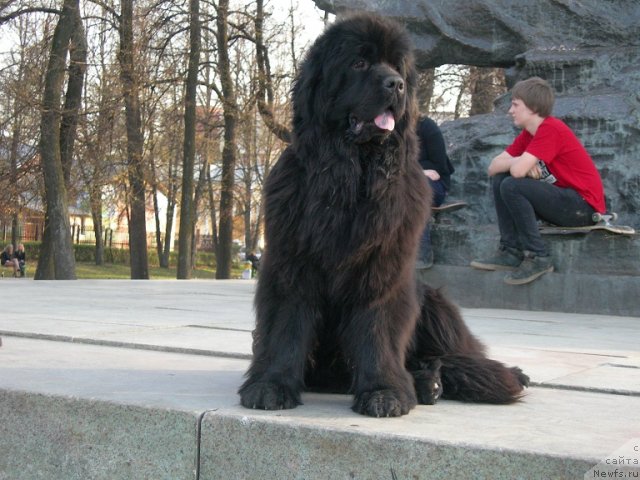 Фото: ньюфаундленд Анджело Орсо Церера (Angelo Orso Cerera)