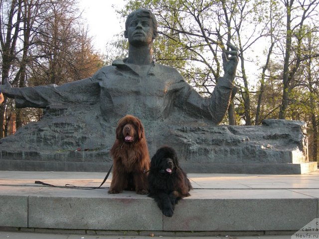 Фото: ньюфаундленд Анджело Орсо Вильгельм (Angelo Orso Vilgelm), ньюфаундленд Анджело Орсо Церера (Angelo Orso Cerera)