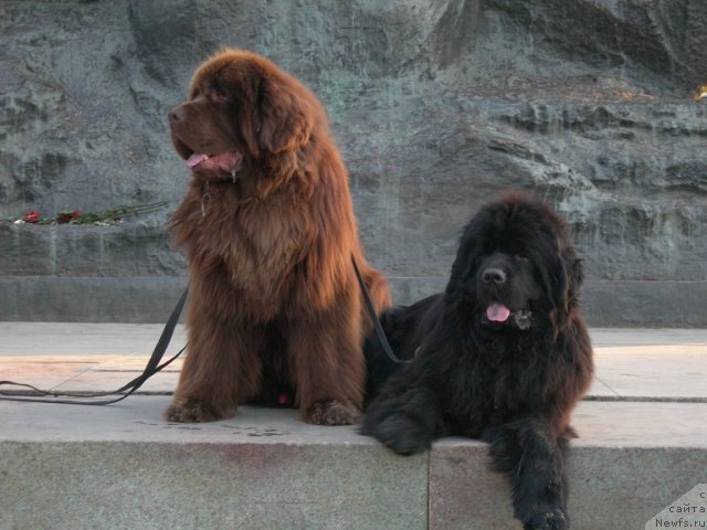 Фото: ньюфаундленд Анджело Орсо Вильгельм (Angelo Orso Vilgelm), ньюфаундленд Анджело Орсо Церера (Angelo Orso Cerera)