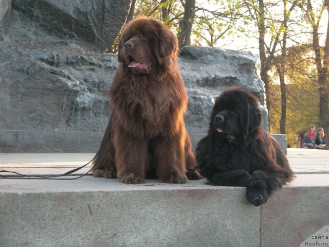 Фото: ньюфаундленд Анджело Орсо Вильгельм (Angelo Orso Vilgelm), ньюфаундленд Анджело Орсо Церера (Angelo Orso Cerera)