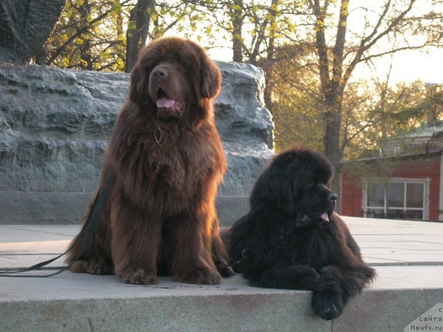 Фото: ньюфаундленд Анджело Орсо Вильгельм (Angelo Orso Vilgelm), ньюфаундленд Анджело Орсо Церера (Angelo Orso Cerera)