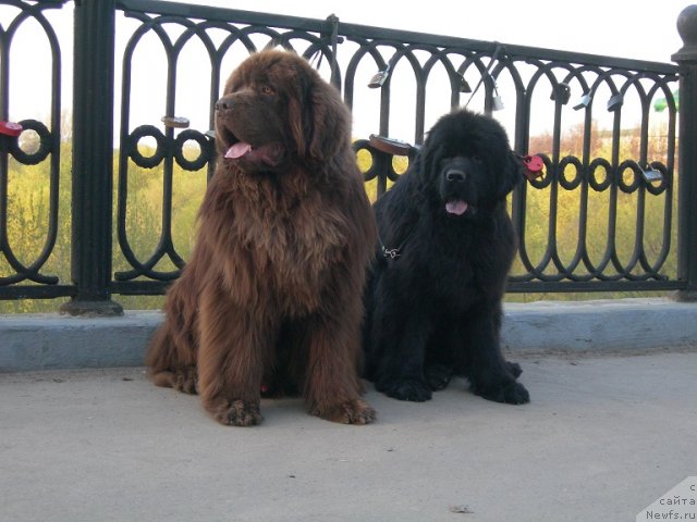 Фото: ньюфаундленд Анджело Орсо Вильгельм (Angelo Orso Vilgelm), ньюфаундленд Анджело Орсо Церера (Angelo Orso Cerera)