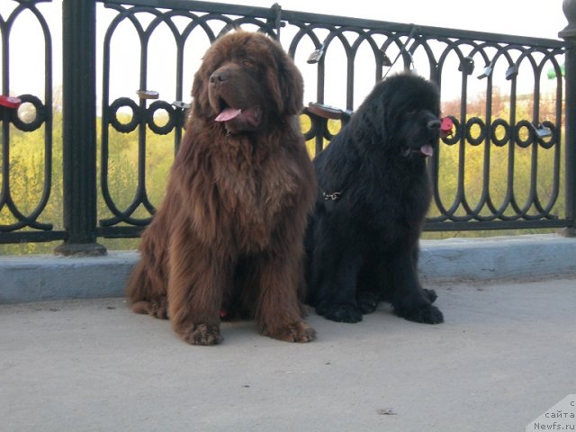 Фото: ньюфаундленд Анджело Орсо Вильгельм (Angelo Orso Vilgelm), ньюфаундленд Анджело Орсо Церера (Angelo Orso Cerera)
