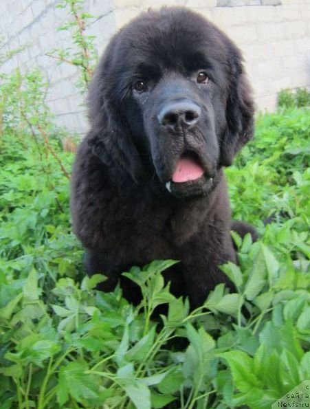 Фото: ньюфаундленд Дар Свезы Белив Ми (Dar Svezy Believe Me)