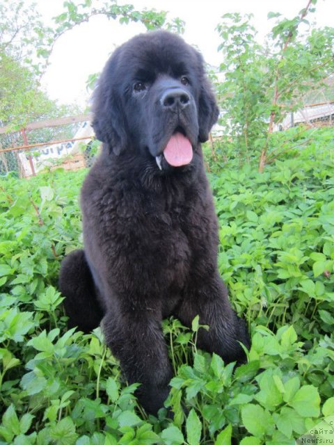 Фото: ньюфаундленд Дар Свезы Белив Ми (Dar Svezy Believe Me)
