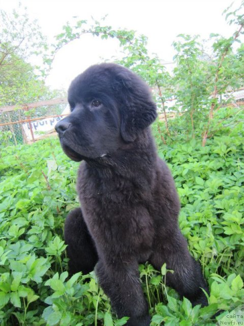 Фото: ньюфаундленд Дар Свезы Белив Ми (Dar Svezy Believe Me)