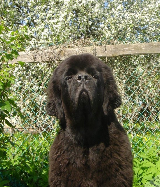 Фото: ньюфаундленд Дар Свезы Белив Ми (Dar Svezy Believe Me)