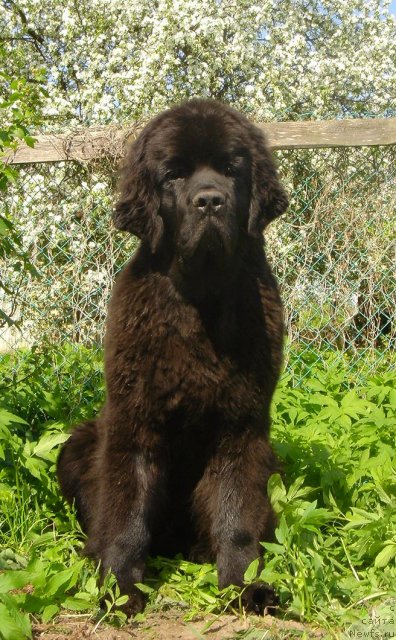 Фото: ньюфаундленд Дар Свезы Белив Ми (Dar Svezy Believe Me)