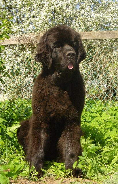 Фото: ньюфаундленд Дар Свезы Белив Ми (Dar Svezy Believe Me)