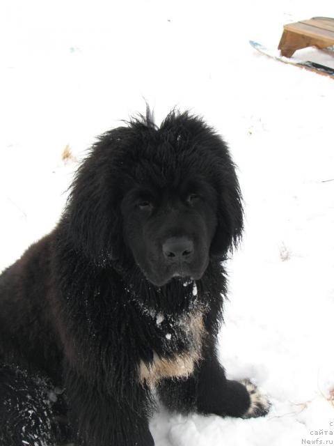 Фото: ньюфаундленд Робертино Раскошный Мальчишка Отарго Аютка (Robertino Roskoshny Malchishka Otargo Ayutka)