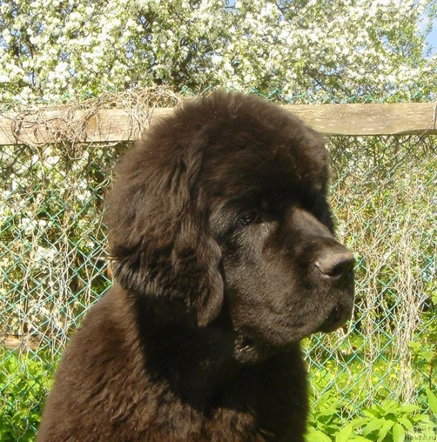 Фото: ньюфаундленд Дар Свезы Белив Ми (Dar Svezy Believe Me)