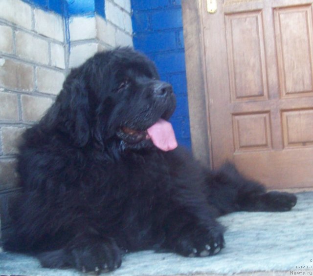 Фото: ньюфаундленд Лежебок Луи-Филипп