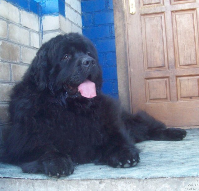 Фото: ньюфаундленд Лежебок Луи-Филипп