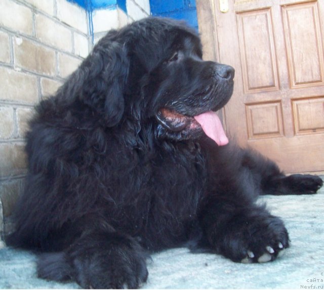 Фото: ньюфаундленд Лежебок Луи-Филипп