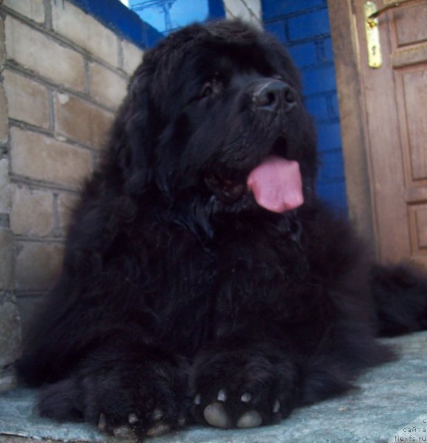 Фото: ньюфаундленд Лежебок Луи-Филипп