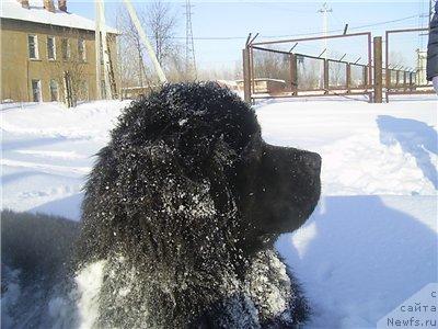 Фото: ньюфаундленд Арх Бьюти Очень Важная Персона