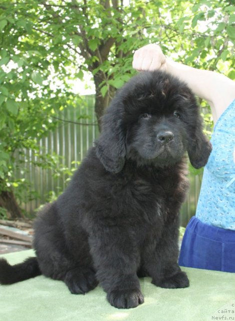 Фото: Бегущая по волнам Центэр оф Аттракшион