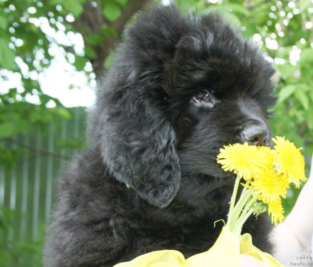 Фото: Бегущая по волна Царица Савская