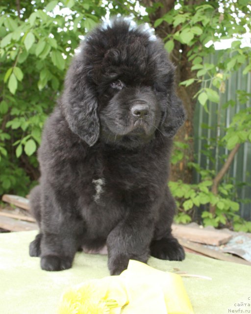 Фото: Бегущая по волнам Царица Савская