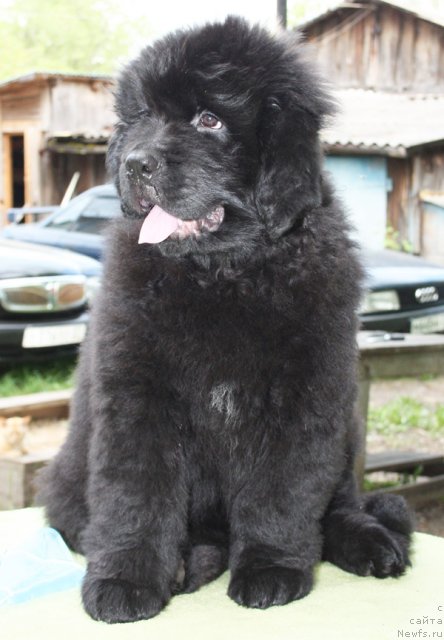 Фото: Бегущая по волнам Царевна БУДУР