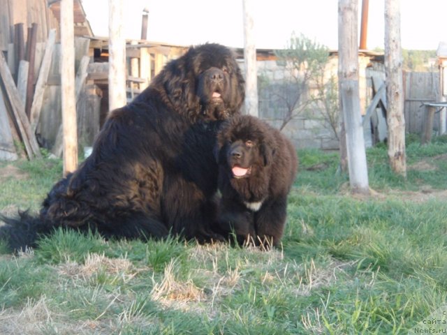 Фото: ньюфаундленд King of Helluland I'm Precious, ньюфаундленд Блэк Диамонд Агидель от Потапа Увертюра