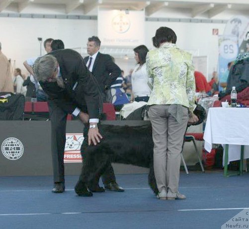 Фото: ньюфаундленд Бегущая по Волнам Ханд Маде (Beguschaya po Volnam Hand Made)