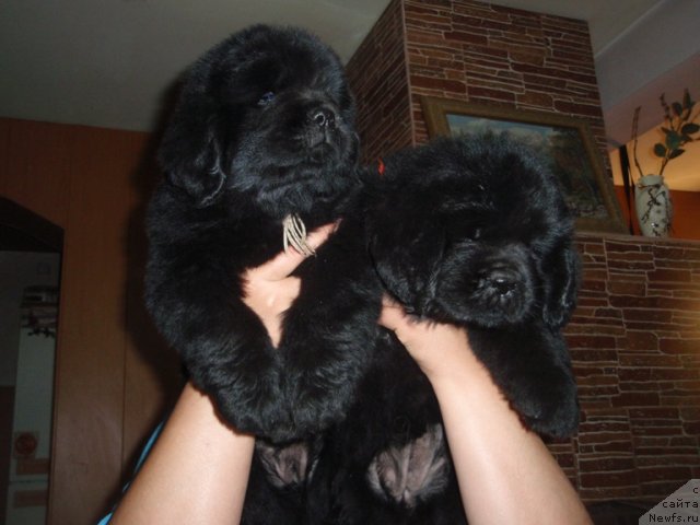 Фото: ньюфаундленд Ньюфорт Уитни Традиция Легенды, ньюфаундленд Ньюфорт Улыбка Фортуны