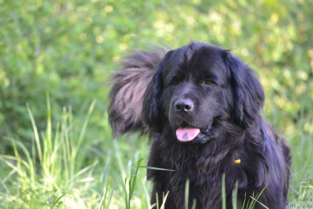 Фото: ньюфаундленд Нефертити Красавица Грядет