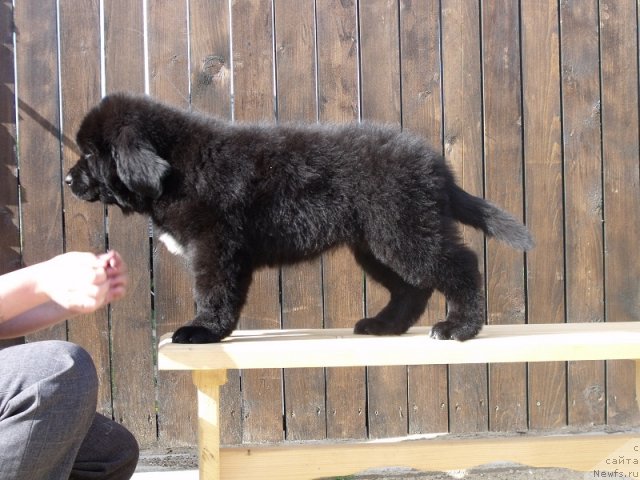 Фото: ньюфаундленд Искусная Кокетка