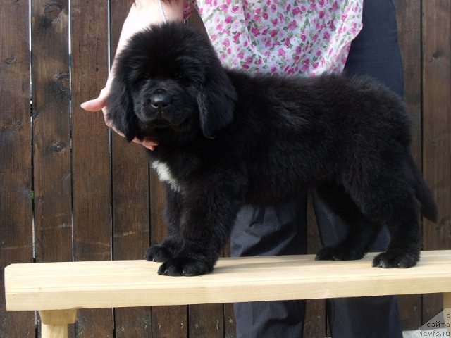 Фото: ньюфаундленд Искусная Кокетка