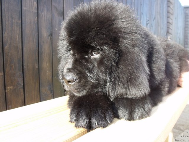 Фото: ньюфаундленд Итальяно Мачо