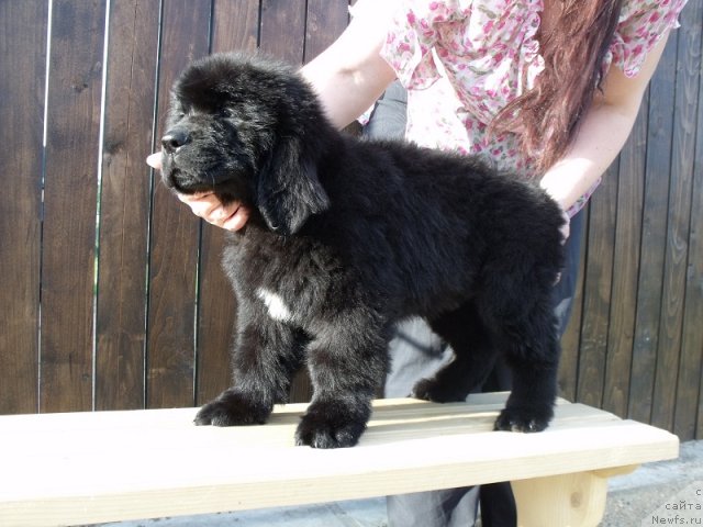 Фото: ньюфаундленд Итальяно Мачо